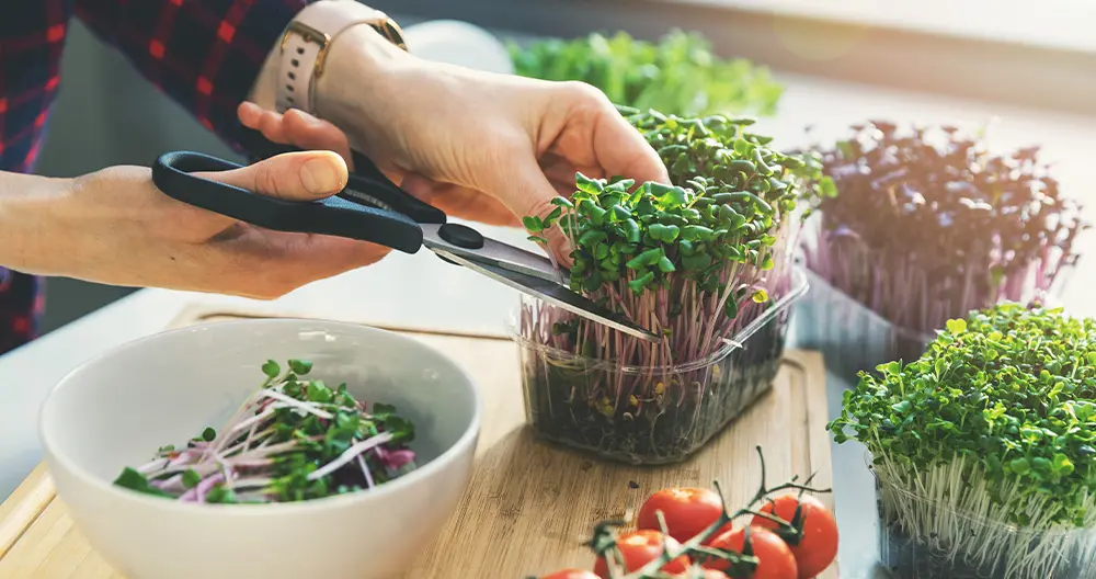 growing-sprouts-microgreens-fast-food-fresh-header.webp