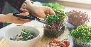 growing-sprouts-microgreens-fast-food-fresh-header.webp