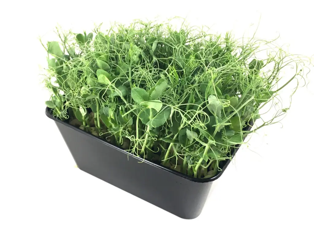 Foliage - Product List Affila.webp