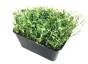 Foliage - Product List Affila.webp