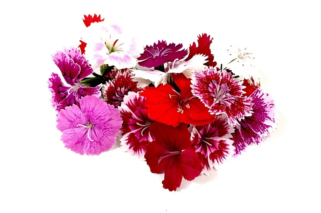 Foliage - Product List Dianthus.webp