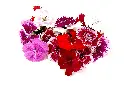 Foliage - Product List Dianthus.webp