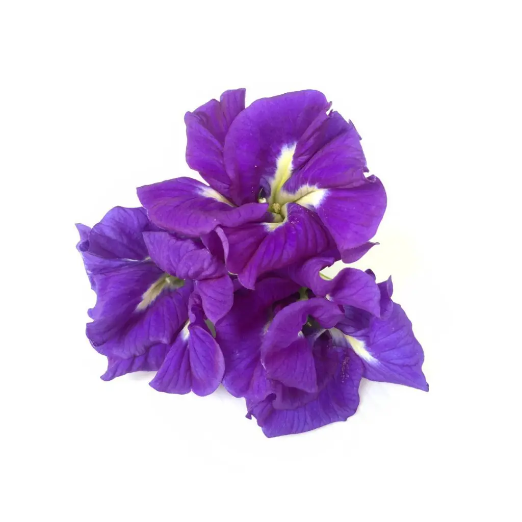 Foliage - Product List Telang.webp