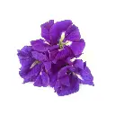 Foliage - Product List Telang.webp