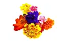 Foliage - Product List 10.webp