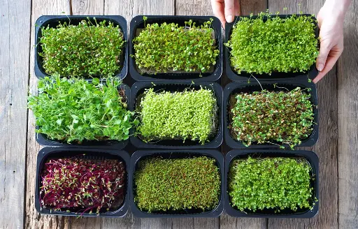 Pre Order Microgreens